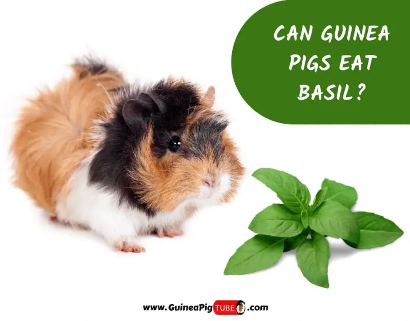 can guinea pigs eat basil