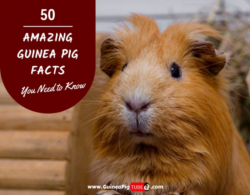 Amazing Guinea Pig Facts You Need to Know