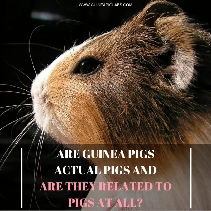Are guinea pigs pigs and are they related to pigs at all? Guinea Pig Tube