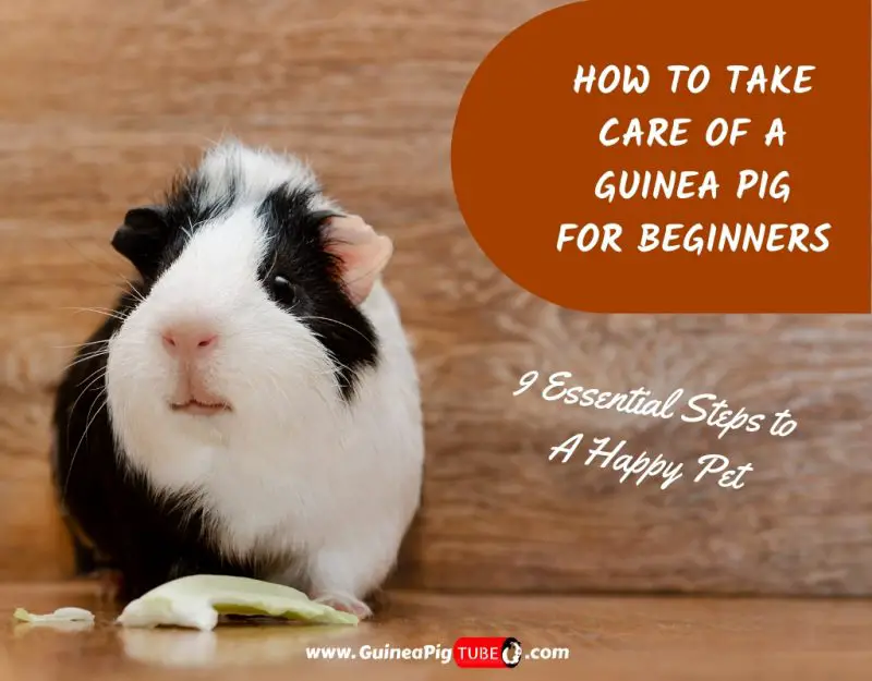 How to Take Care of a Guinea Pig for Beginners