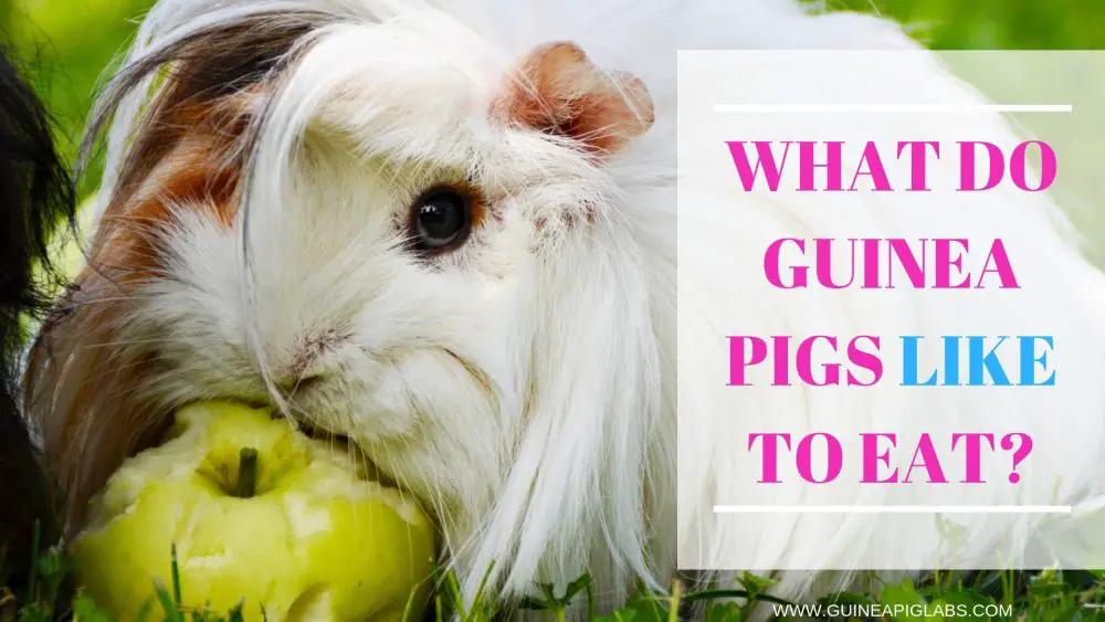 What Do Guinea Pigs LIKE To Eat? Guinea Pig Tube