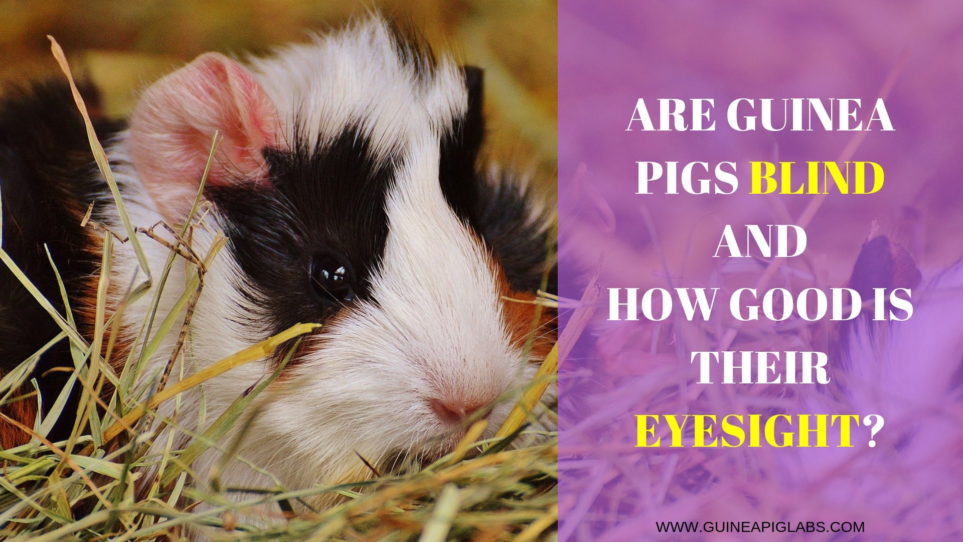 Are Guinea Pigs Blind and How Good Is Their Eyesight? Guinea Pig Tube