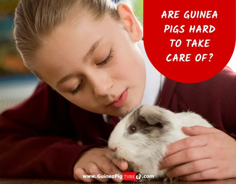 Are Guinea Pigs Hard to Take Care Of_