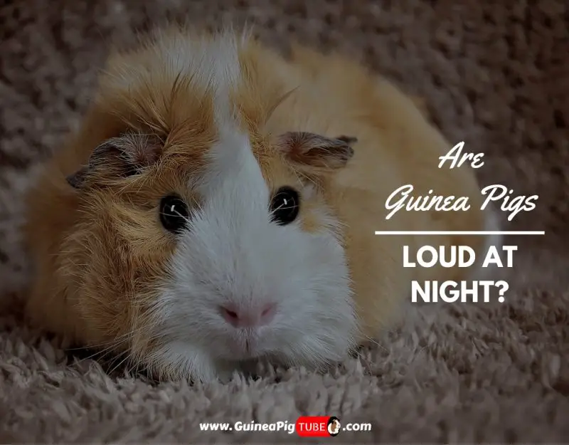 Are Guinea Pigs Loud At Night