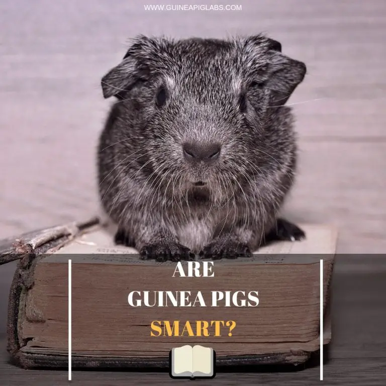Are Guinea Pigs Smart? Guinea Pig Tube