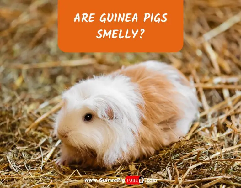 guinea pig smell