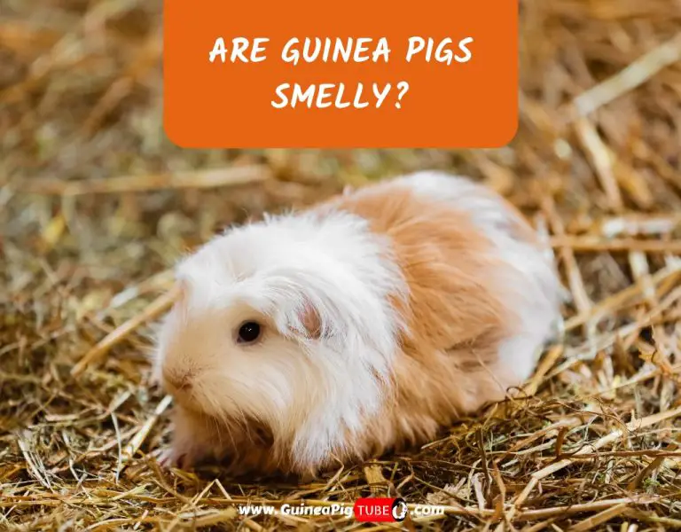 guinea pig odor control