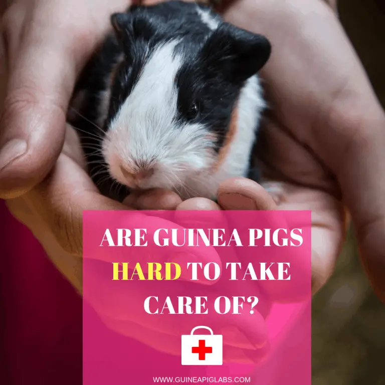 Are guinea pigs hard to take care of? Guinea Pig Tube