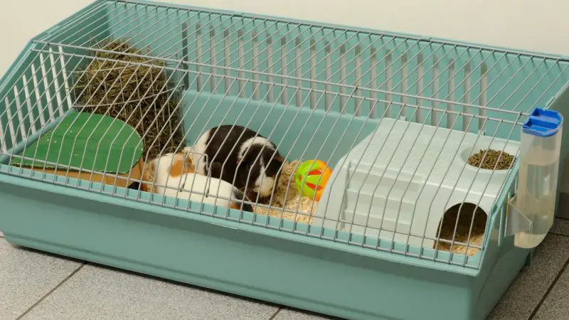 Commercial Guinea Pig Cages