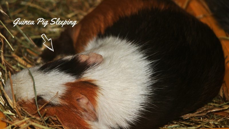 Guinea Pig Sleeping