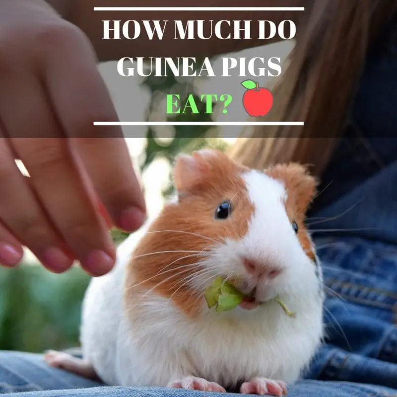 How Much Do Guinea Pigs Eat Guinea Pig Tube