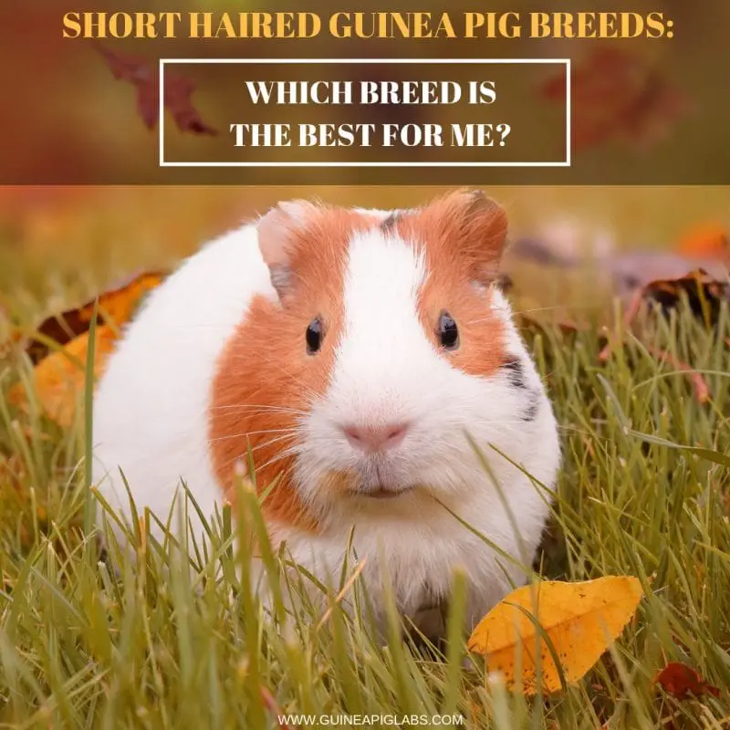 Short Haired Guinea Pig Breeds Which Breed Is The Best For Me
