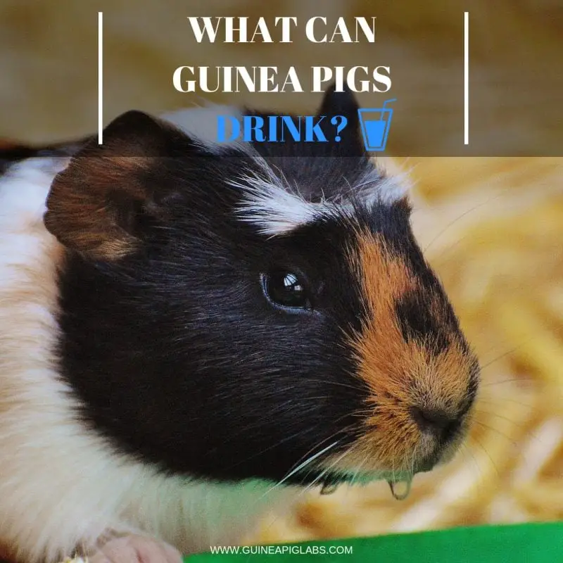 What Can Guinea Pigs Drink? Guinea Pig Tube