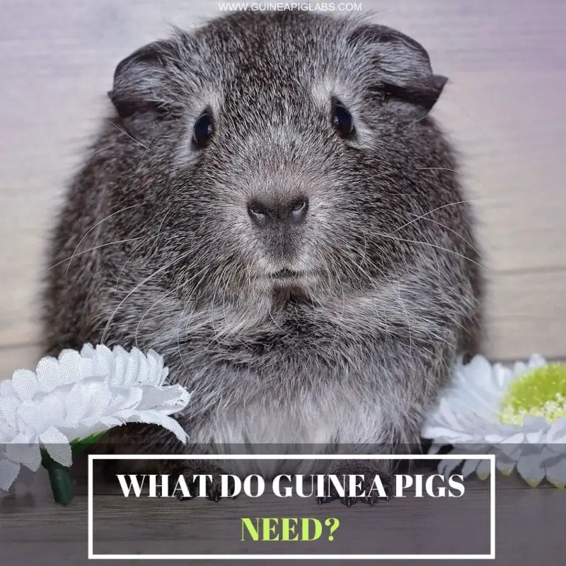 What Do Guinea Pigs Need? Guinea Pig Tube