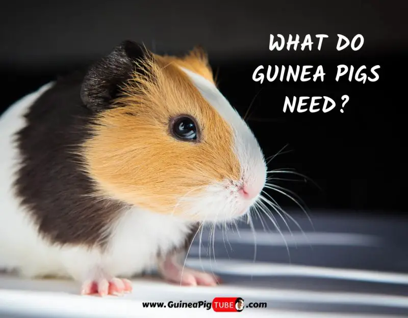 What Do Guinea Pigs Need_