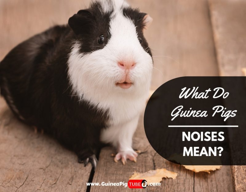What Do Guinea Pigs Noises Mean Sounds Explained.