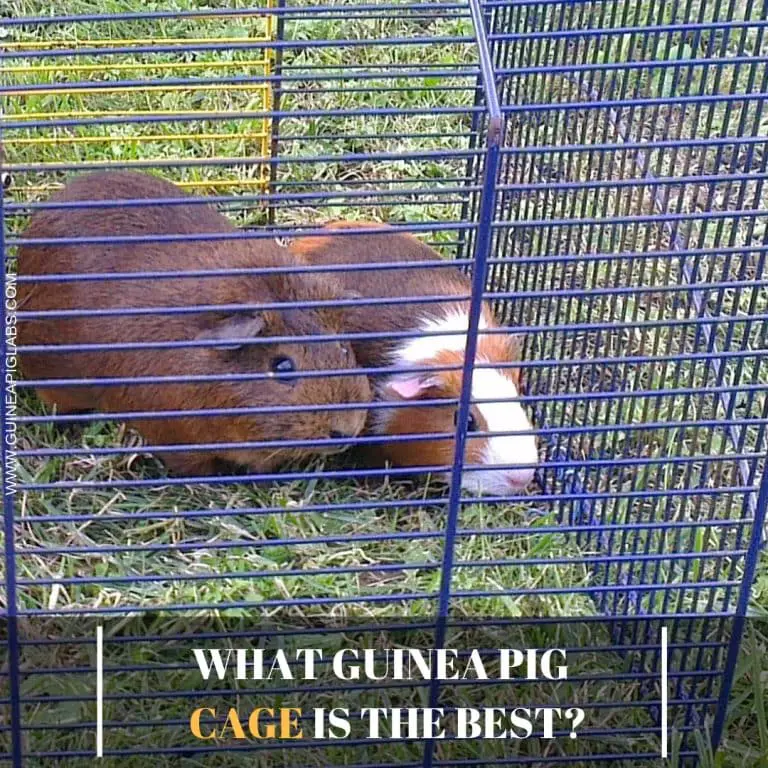 What Guinea Pig Cage is the Best