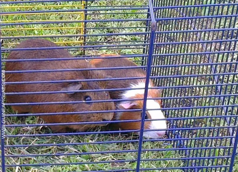 What Guinea Pig Cage is the Best