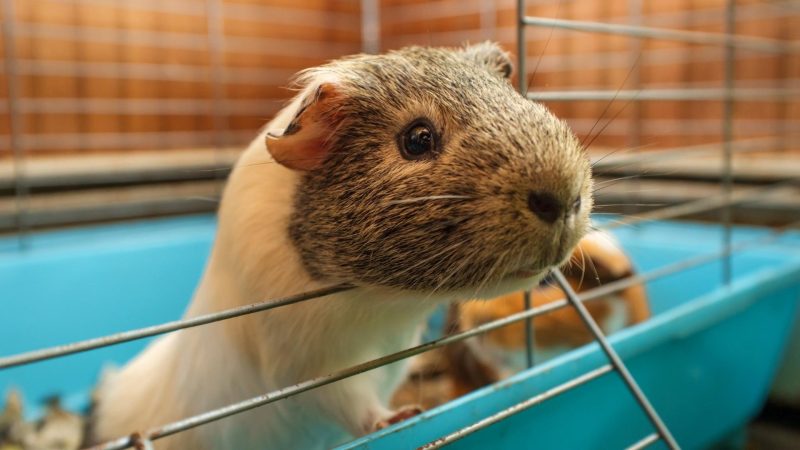 What Makes a Guinea Pig Cage Great