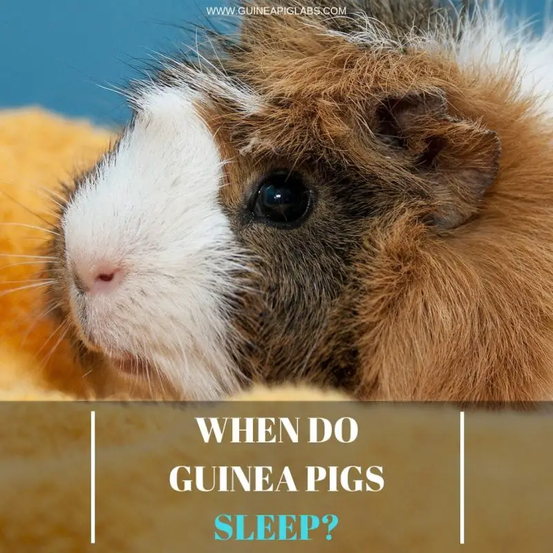 When do Guinea Pigs Sleep? Guinea Pig Tube