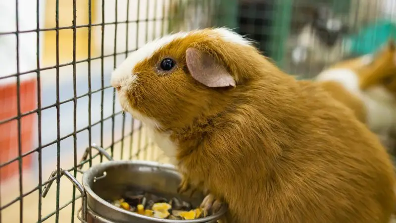 About Guinea Pigs