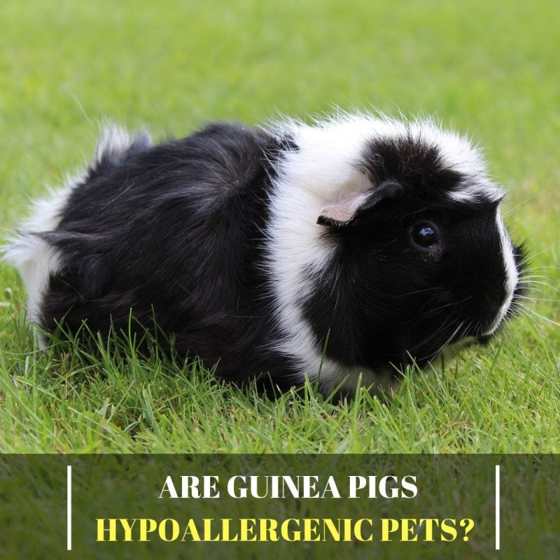 Are Guinea Pigs Hypoallergenic Pets