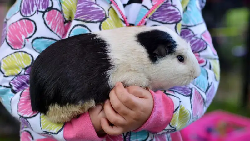 Are Guinea Pigs Hypoallergenic