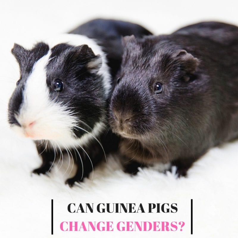 Can Guinea Pigs Change Genders