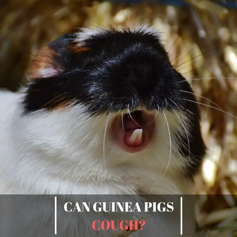 Can Guinea Pigs Cough? Guinea Pig Tube