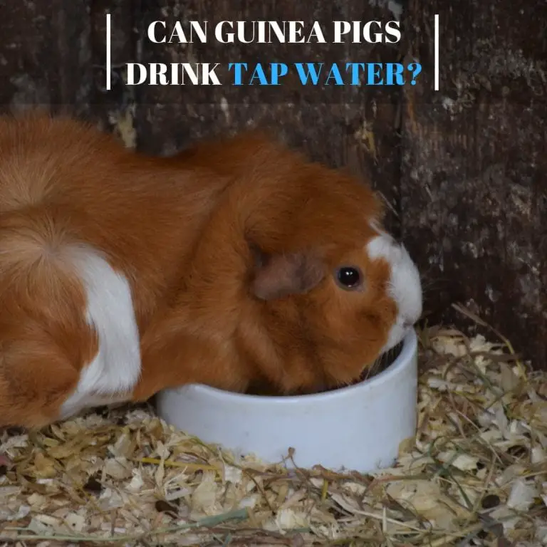 Can Guinea Pigs Drink Tap Water