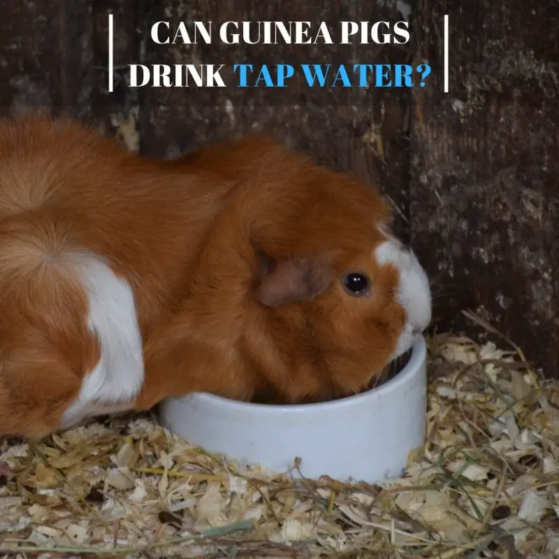 Can Guinea Pigs Drink Tap Water? Guinea Pig Tube