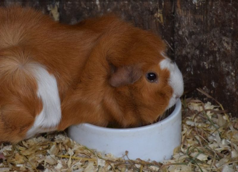 Can Guinea Pigs Drink Tap Water
