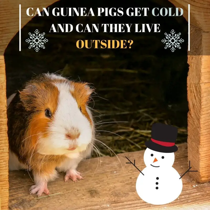 Can Guinea Pigs Get Cold and Can They Live Outside? Guinea Pig Tube