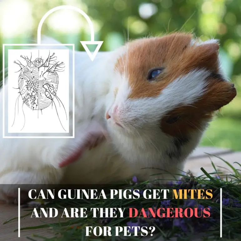 Can Guinea Pigs Get Mites and Are They Dangerous to Pets? Guinea Pig Tube