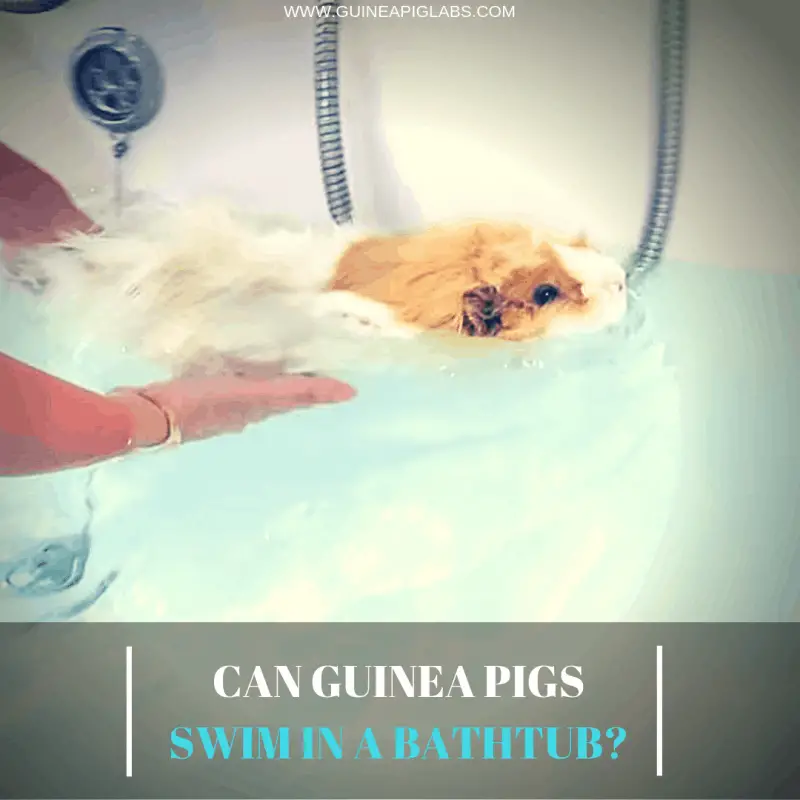Can Guinea Pigs Swim In A Bathtub? Guinea Pig Tube
