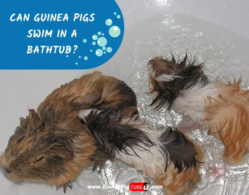 Can Guinea Pigs Swim in a Bathtub? Guinea Pig Tube