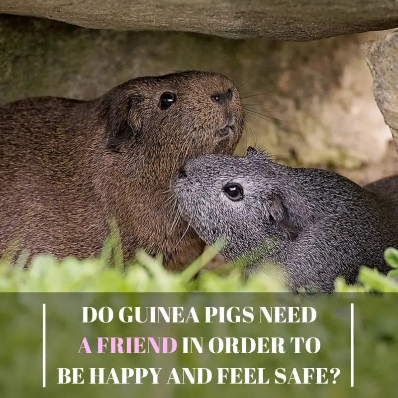 Do Guinea Pigs Need A Friend in Order to be Happy and Feel Safe