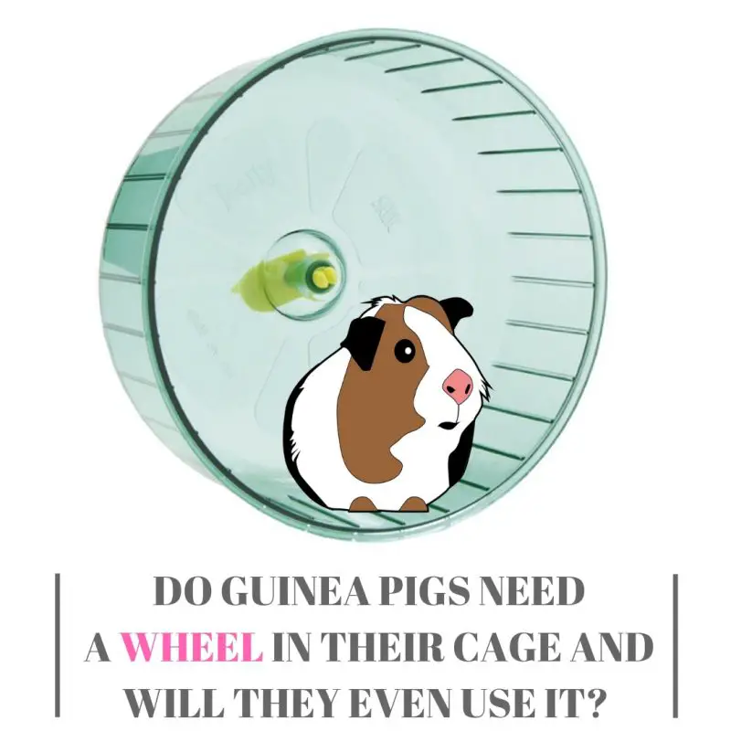 Do Guinea Pigs Like Exercise Wheels Online degrees
