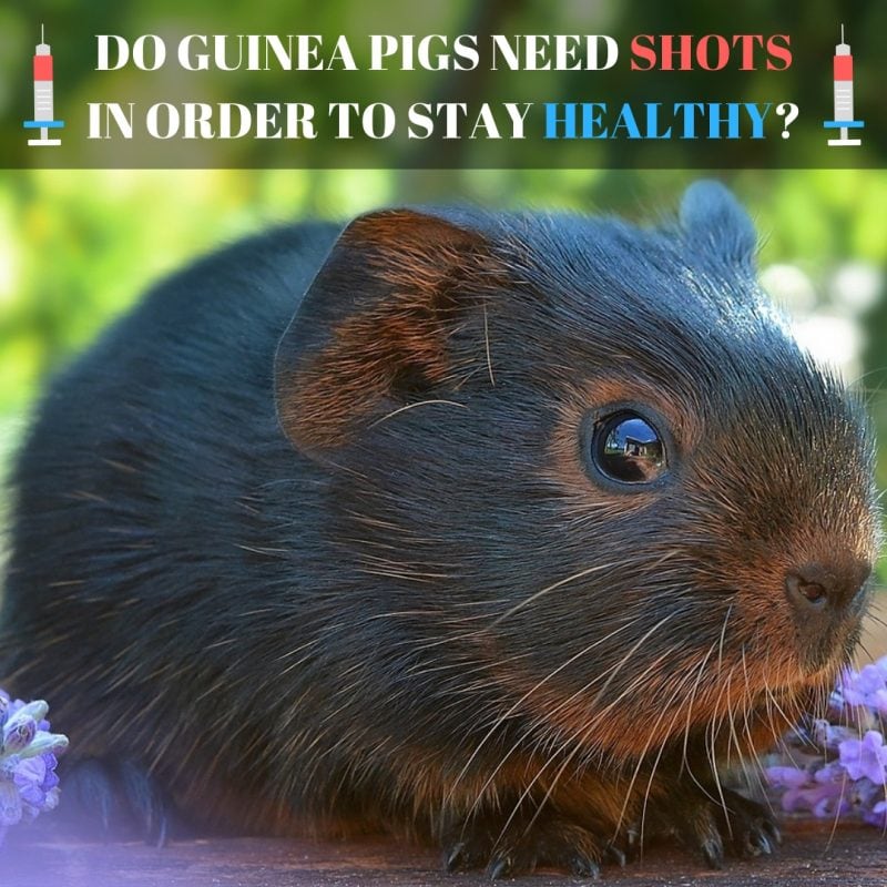 Do Guinea Pigs Need Shots in Order to Stay Healthy