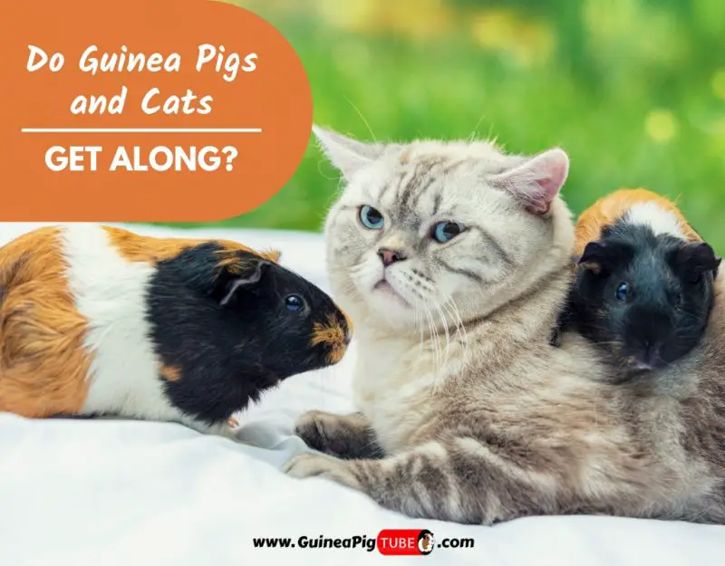 Do Guinea Pigs and Cats Get Along