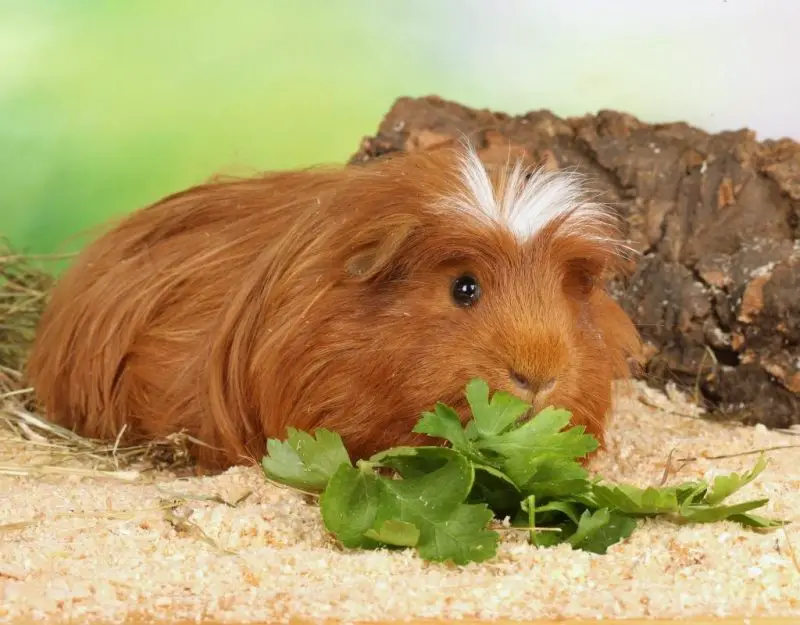 Foods That Guinea Pigs Should and Should Not Eat