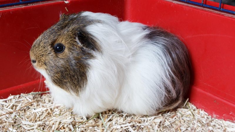 Give your pet guinea pig enough time to settle down