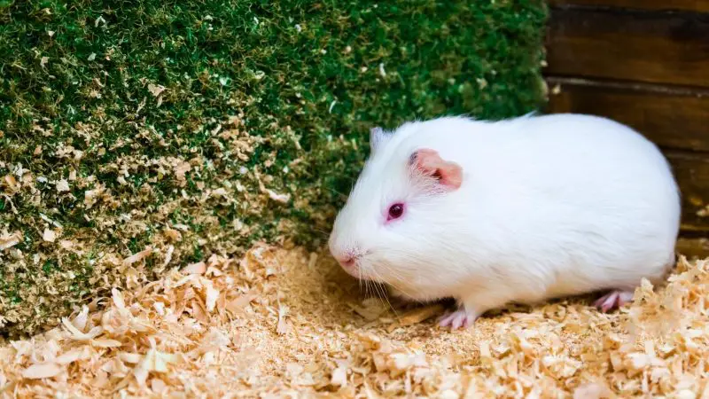 How Do You Prevent Guinea Pig Mites