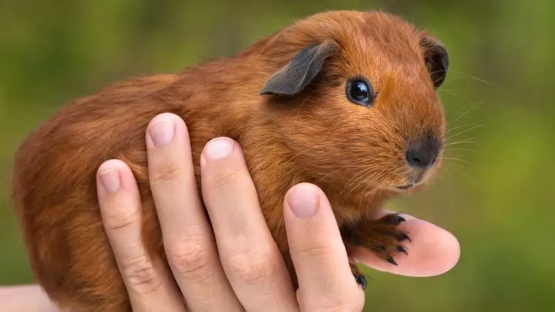 How Long Should You Spend With a Guinea Pig