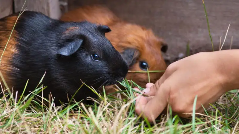How You Can Find Out if You Are Allergic to Guinea Pigs