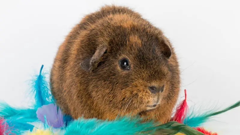 How to Care for a Rex Guinea Pig