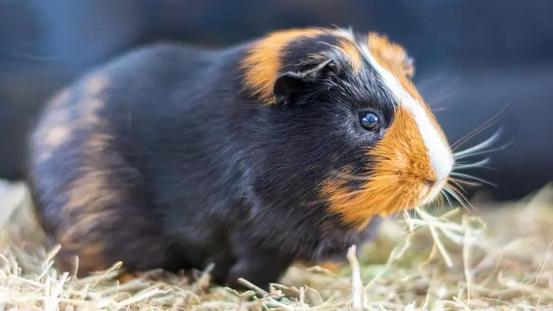 How to Determine Guinea Pig’s Gender