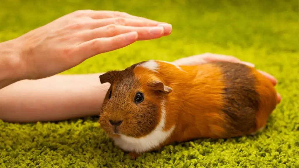 Leave a Food Guide for Anyone Caring for Your Guinea Pig