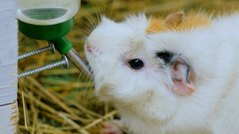 Make sure your pet guinea pig is well-fed and drinks plenty of water