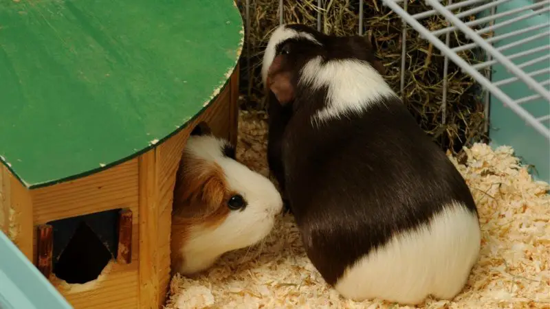 Should You Buy a Male or a Female Guinea Pig